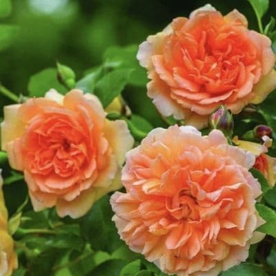 Фото 3