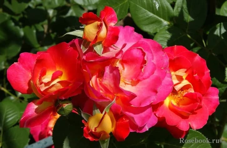 Фото 3