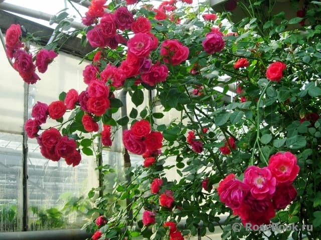 Фото 2