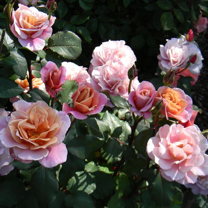 Фото 2