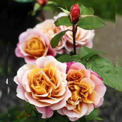 Фото 4