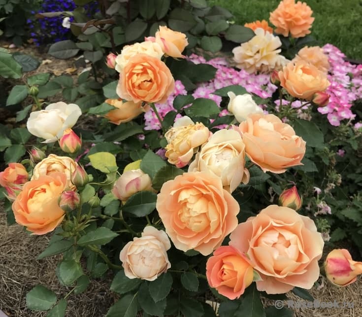 Фото 3