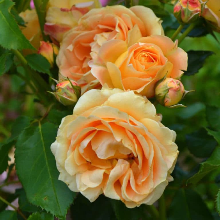 Фото 4