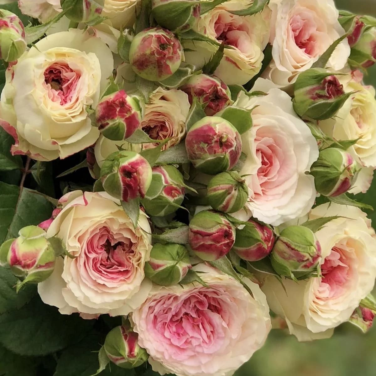 Фото 4