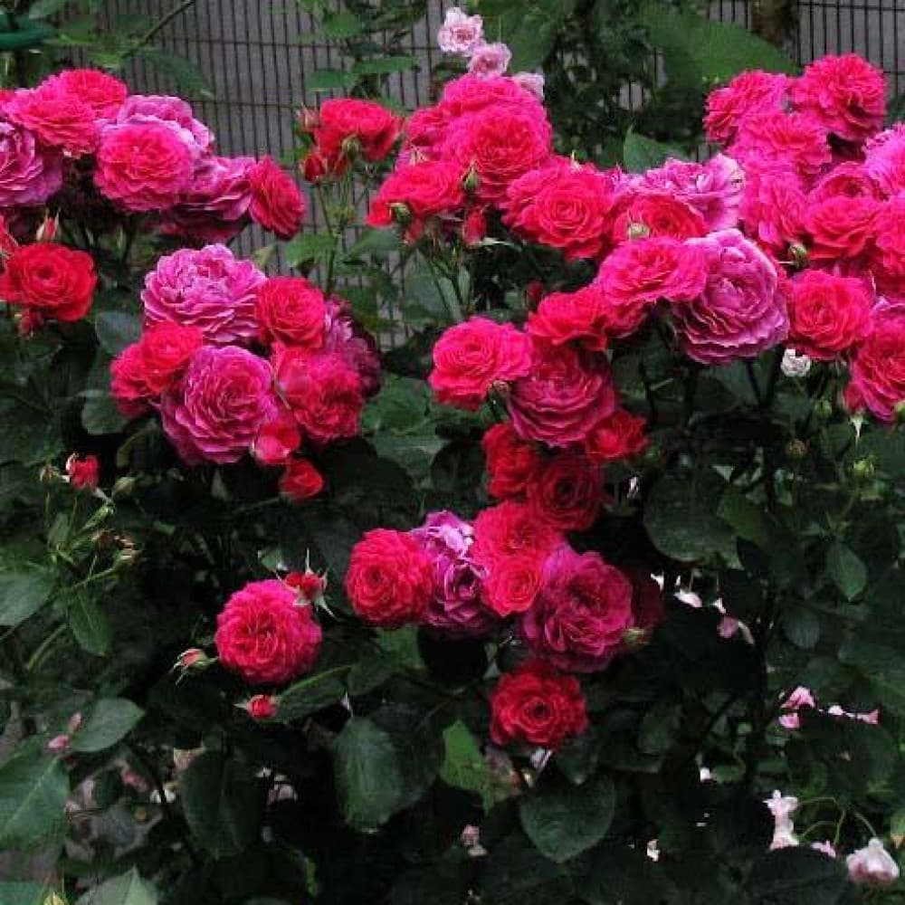 Фото 3