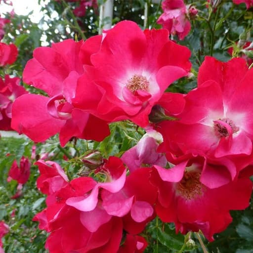Фото 2