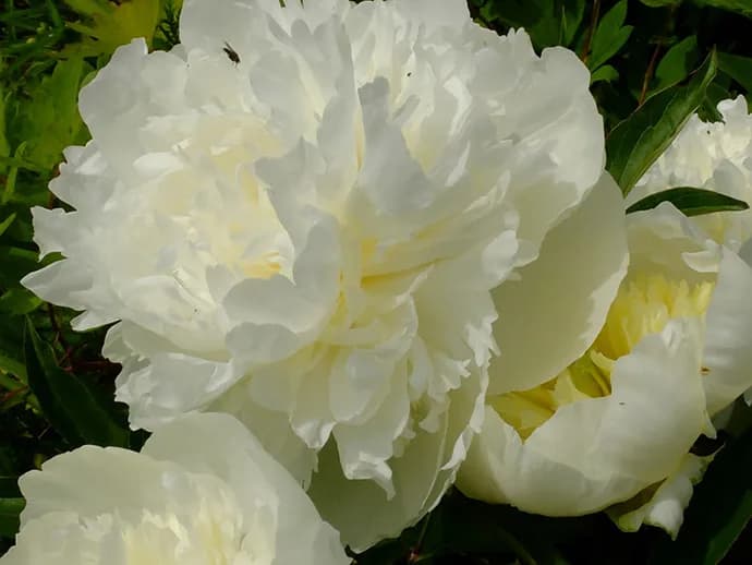 Duchesse de Nemours Select НОВИНКА