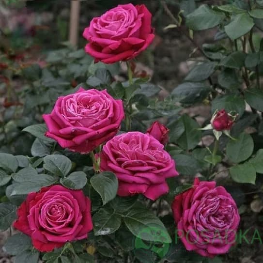 Фото 3