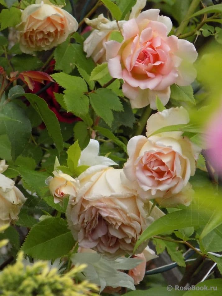 Фото 2