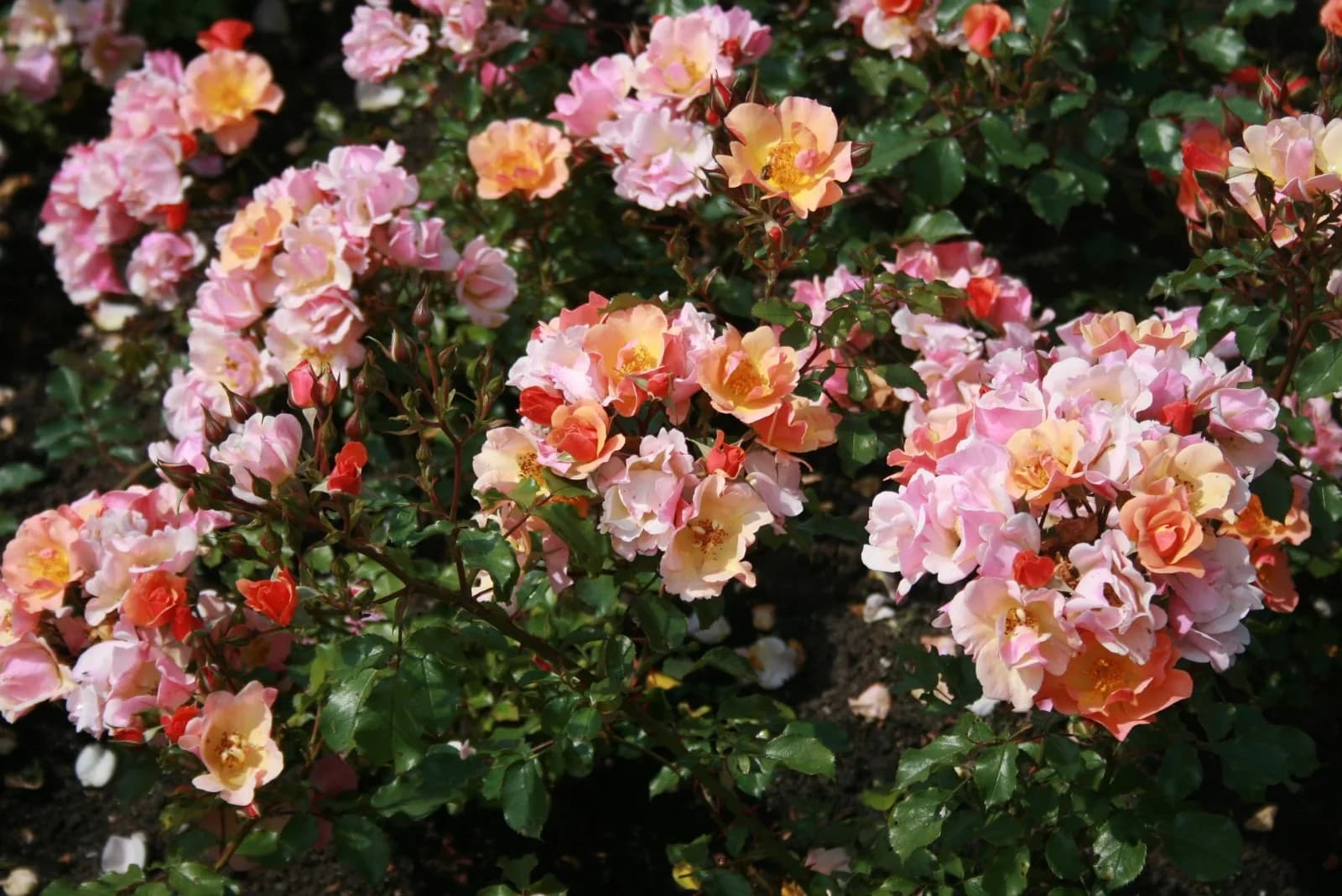Фото 3