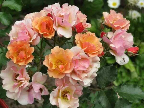 Фото 4