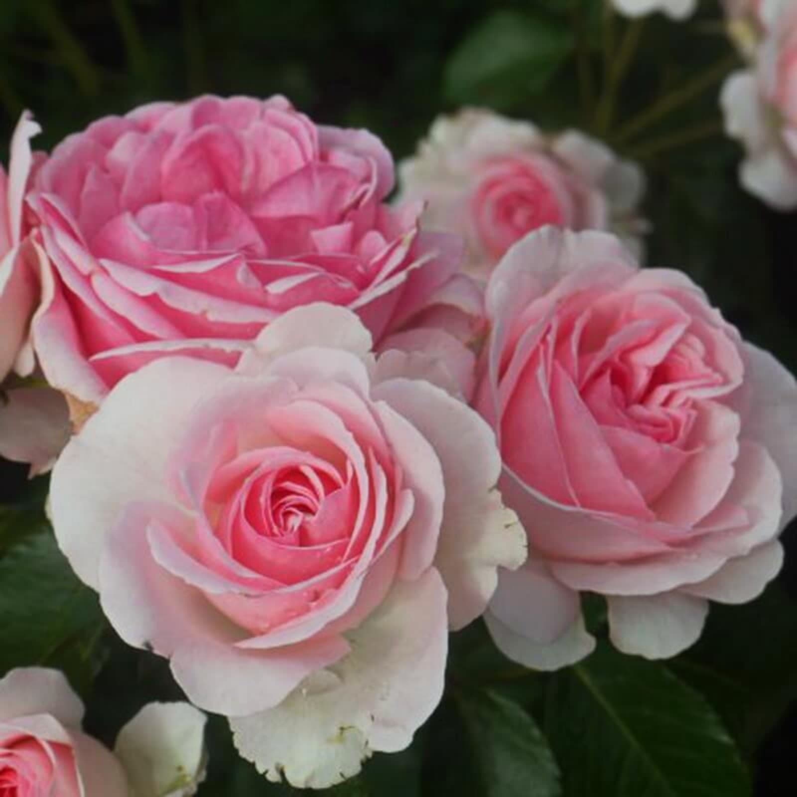Фото 2