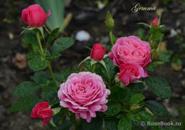 Фото 2