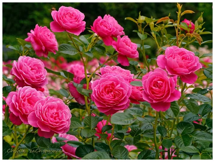 Фото 3
