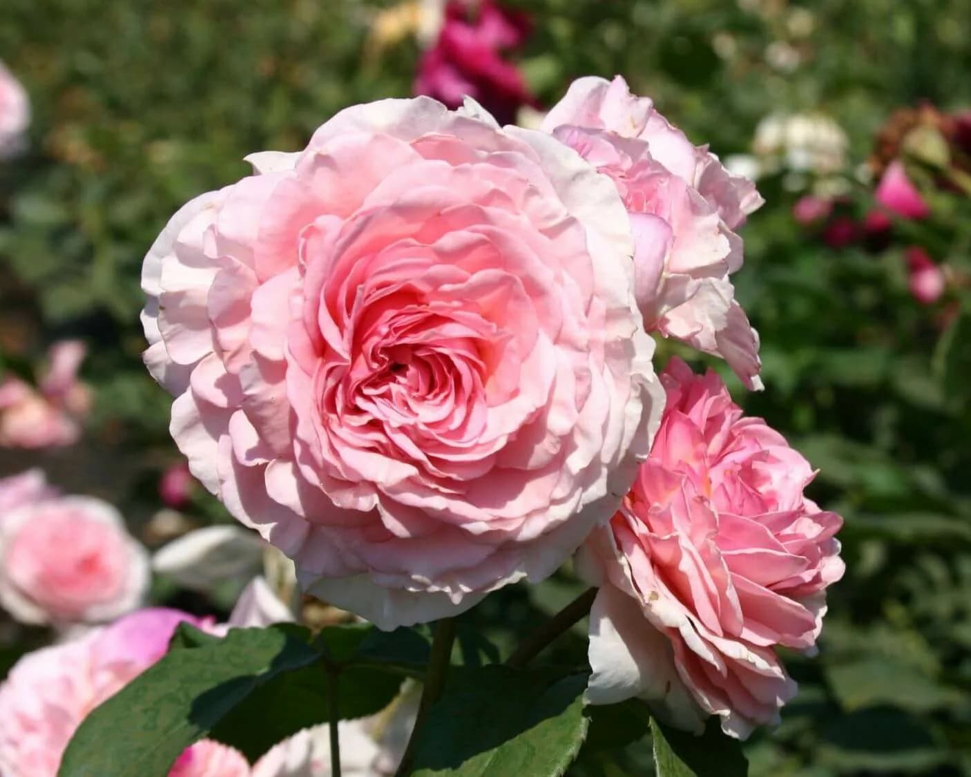 Фото 3