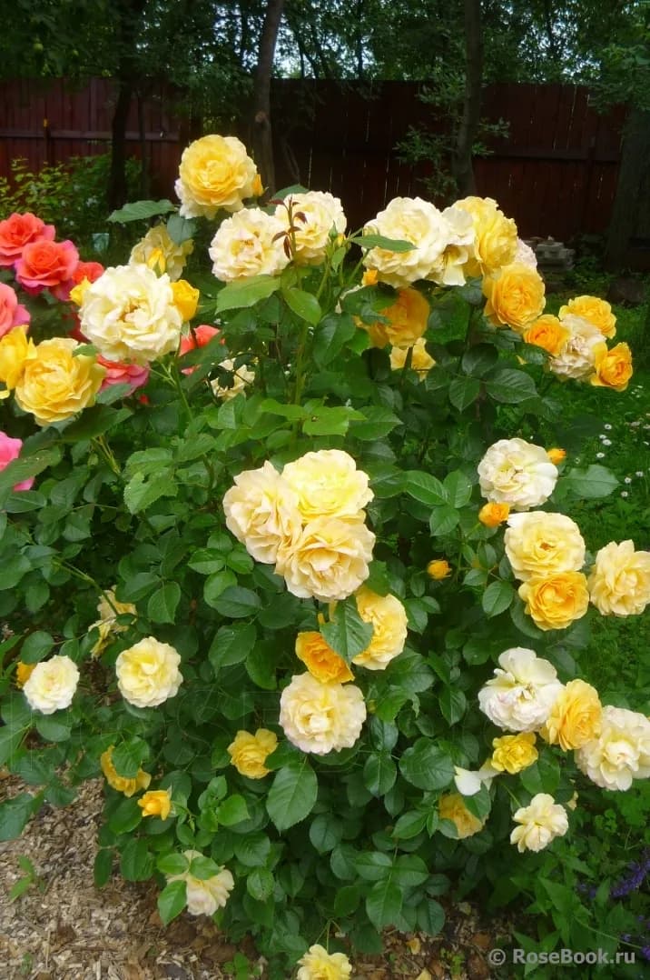 Фото 2
