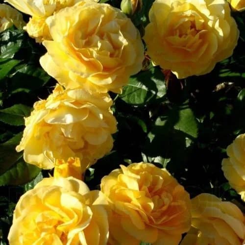 Фото 4