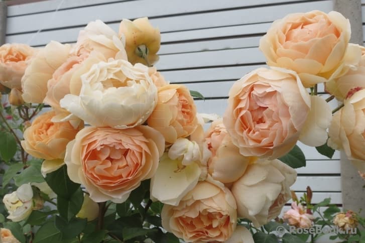Фото 2