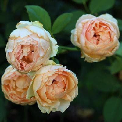Фото 4