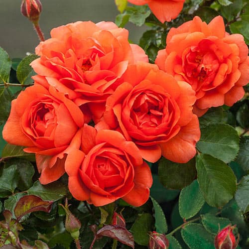 Фото 2