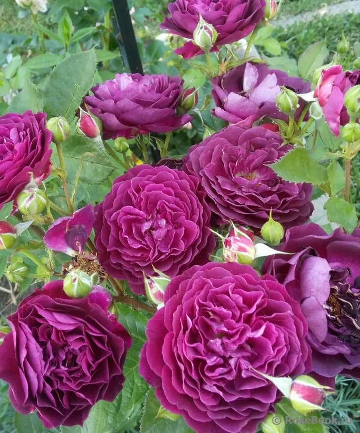 Фото 2