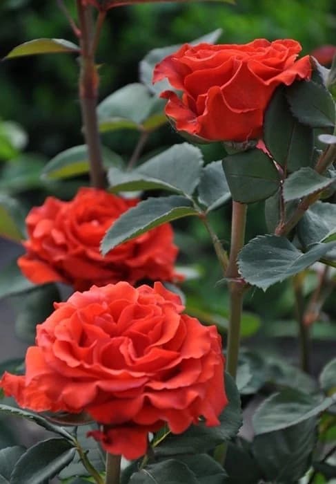 Фото 4