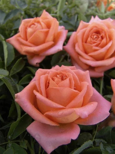 Фото 2