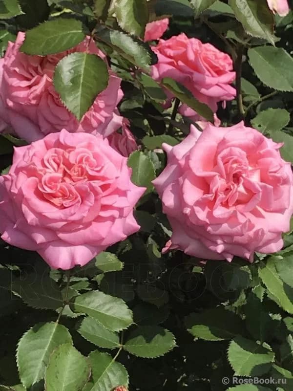 Фото 2
