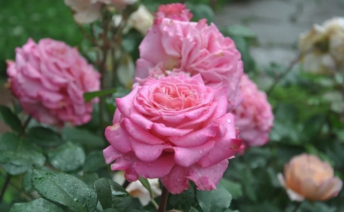 Фото 3