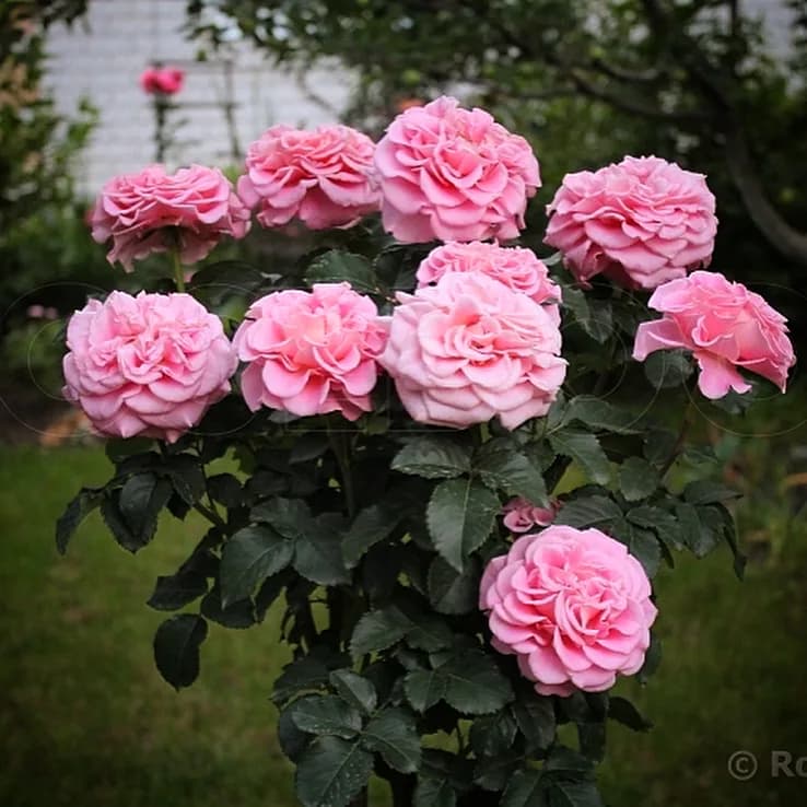 Фото 4