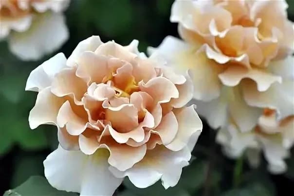 Фото 4