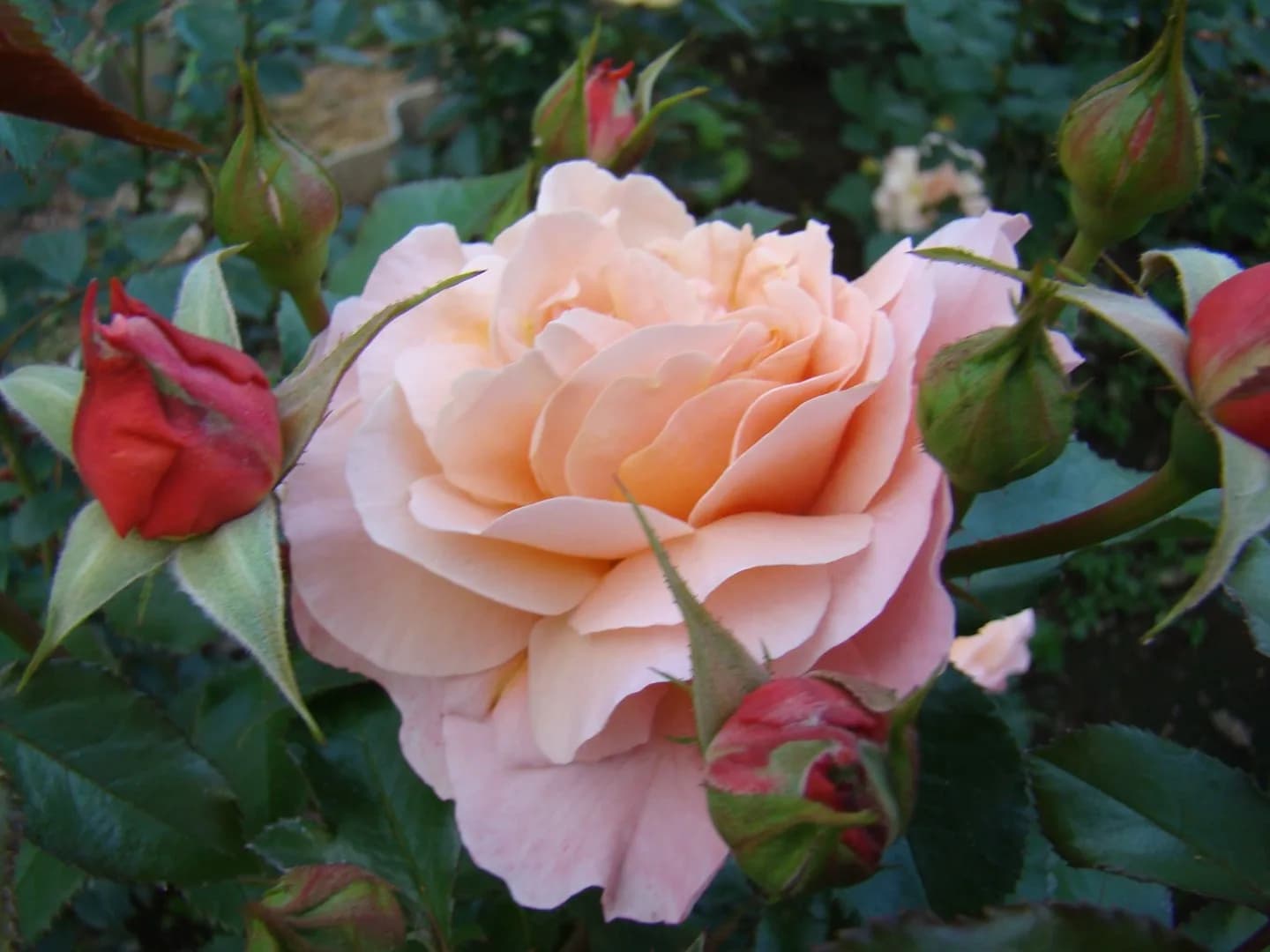 Фото 2