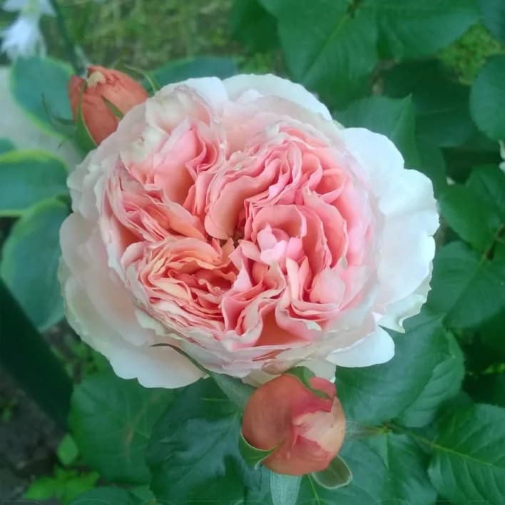 Фото 4