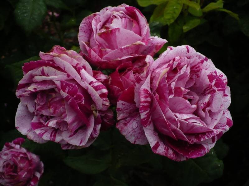 Фото 2