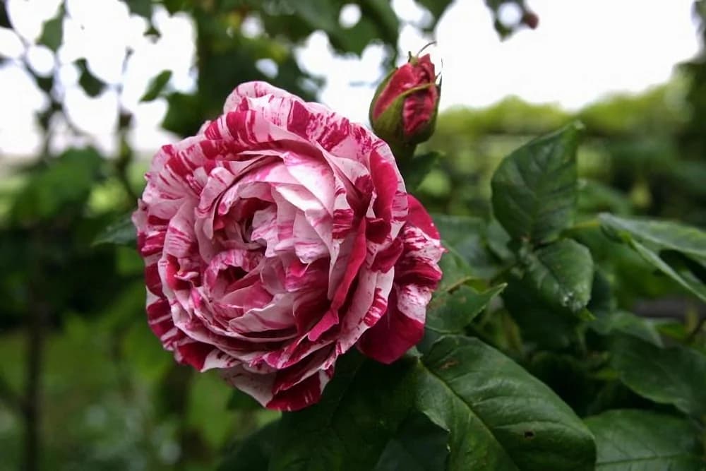 Фото 3