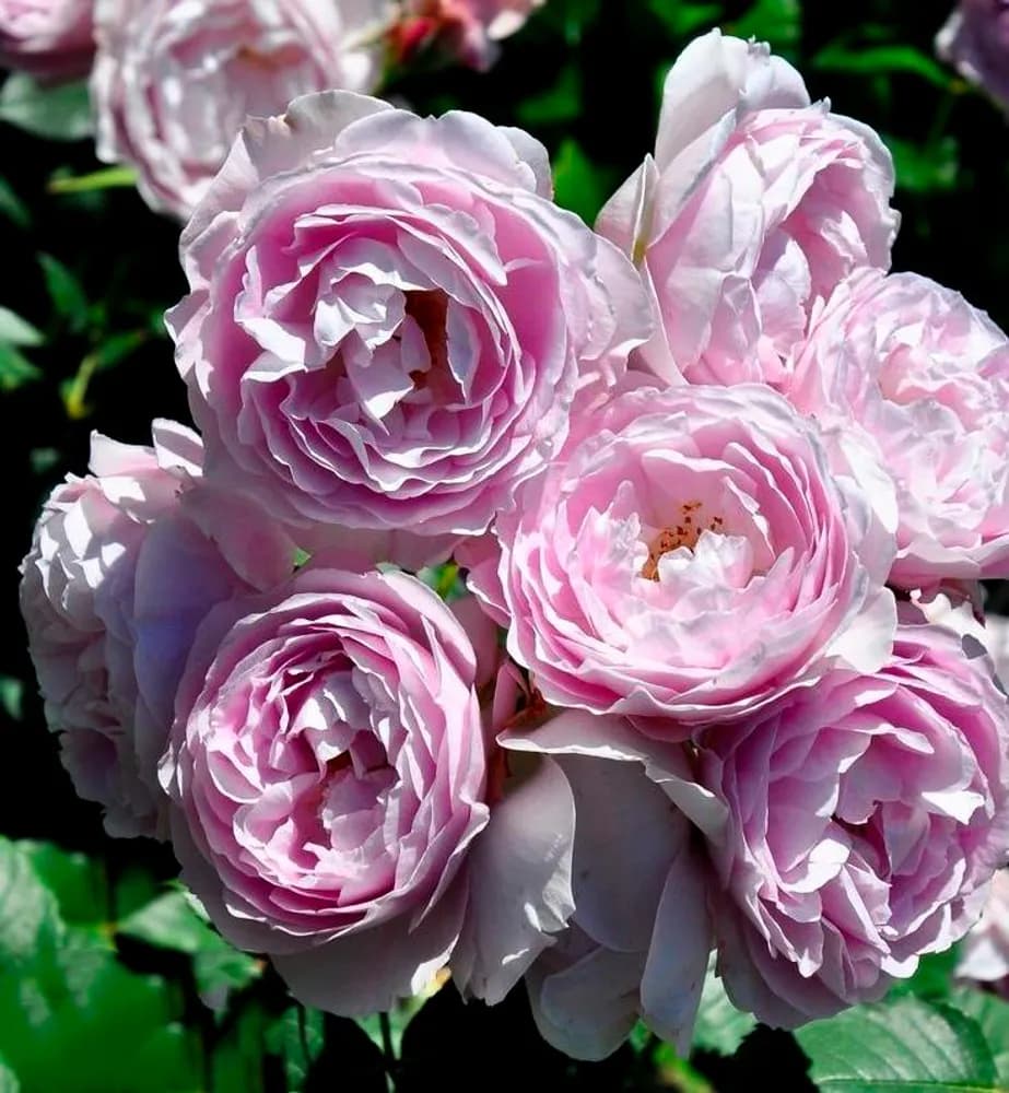 Фото 2
