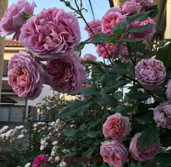 Фото 2