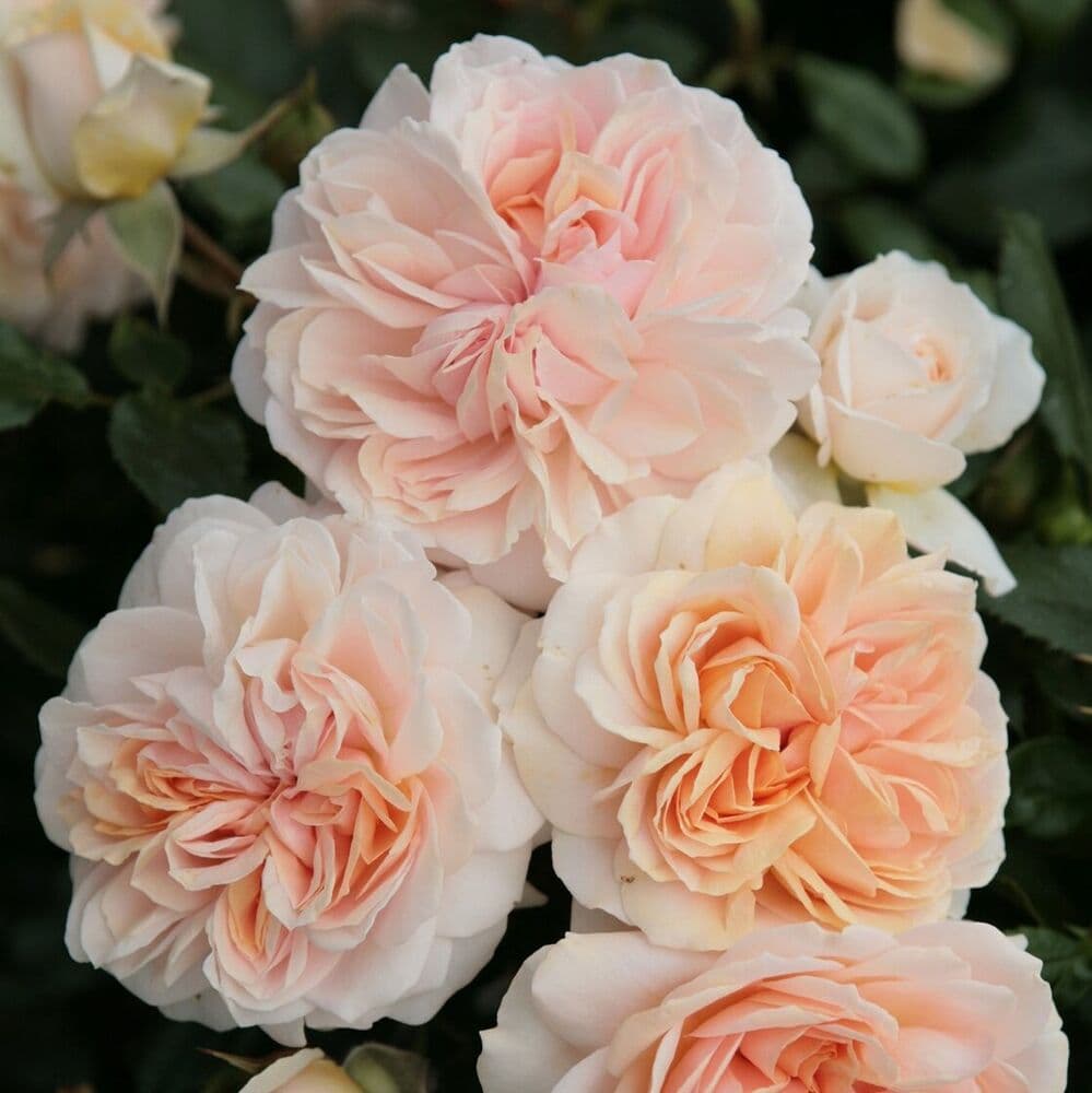 Фото 2