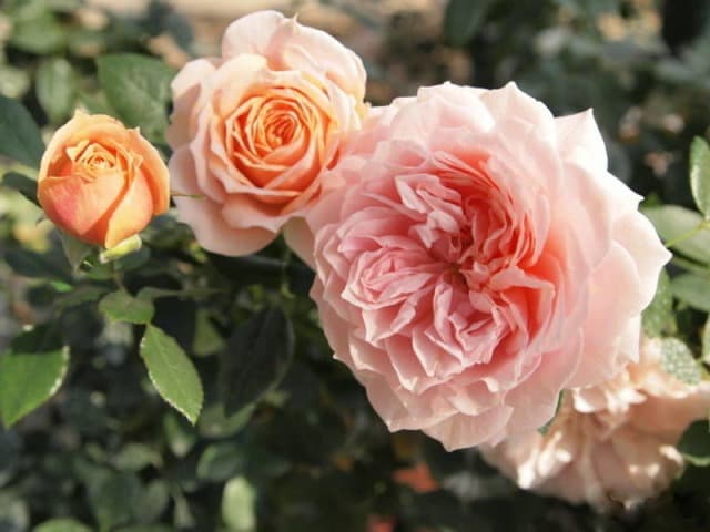 Фото 3