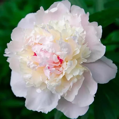 Gardenia