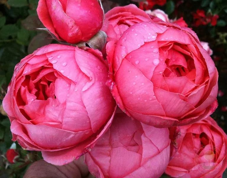 Фото 3