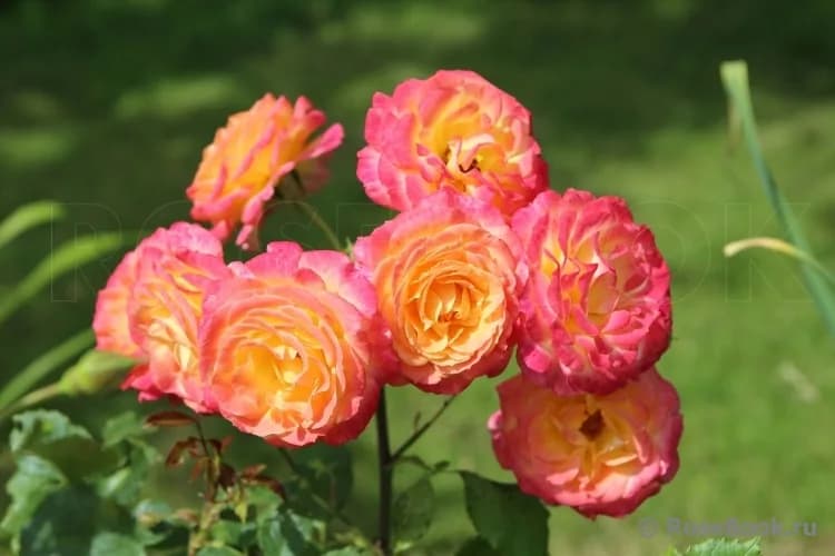 Фото 2
