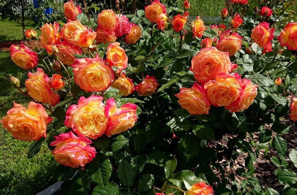 Фото 3