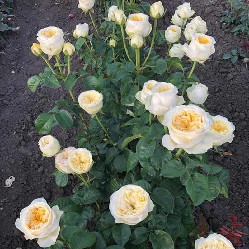 Фото 2