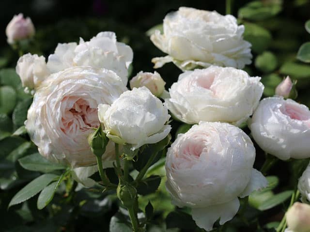 Фото 2