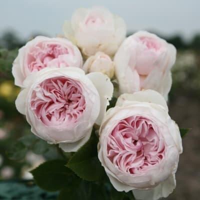 Фото 3
