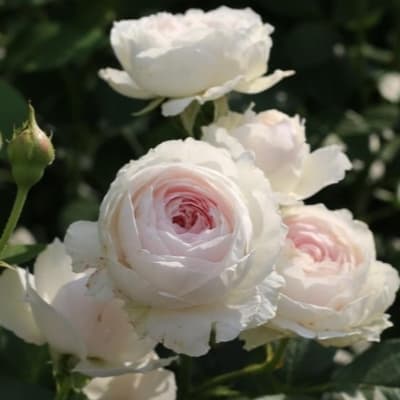 Фото 4