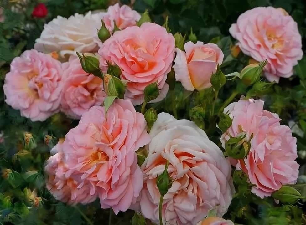 Фото 2