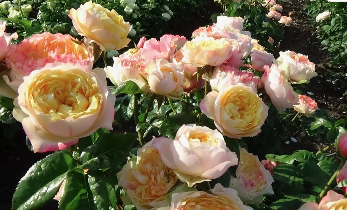 Фото 2