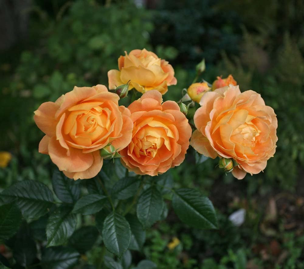 Фото 2